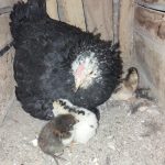 مرغ گلین اصیل با ۵تا جوجه گلین خوشگل