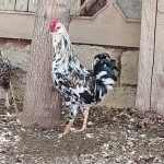 مرغ و خروس گلین