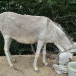 یک الاغ ماده