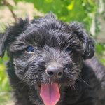 واگذاری توله های سگ مالتیز سفید و‌مشکی