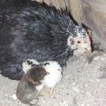 مرغ گلین اصیل با ۵تا جوجه گلین خوشگل