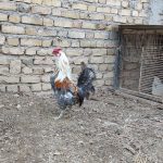 مرغ و خروس گلین اصیل