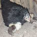 مرغ گلین اصیل با ۵تا جوجه گلین خوشگل