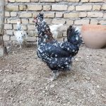 مرغ و خروس گلین