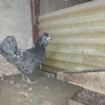 مرغ و خروس گلین