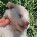 واگذاری توله های سگ مالتیز سفید و‌مشکی