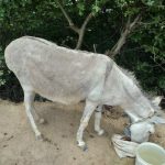 یک الاغ ماده