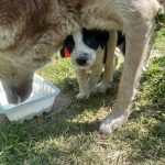 واگذاری توله های دال میشن و بومی