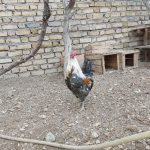 مرغ و خروس گلین