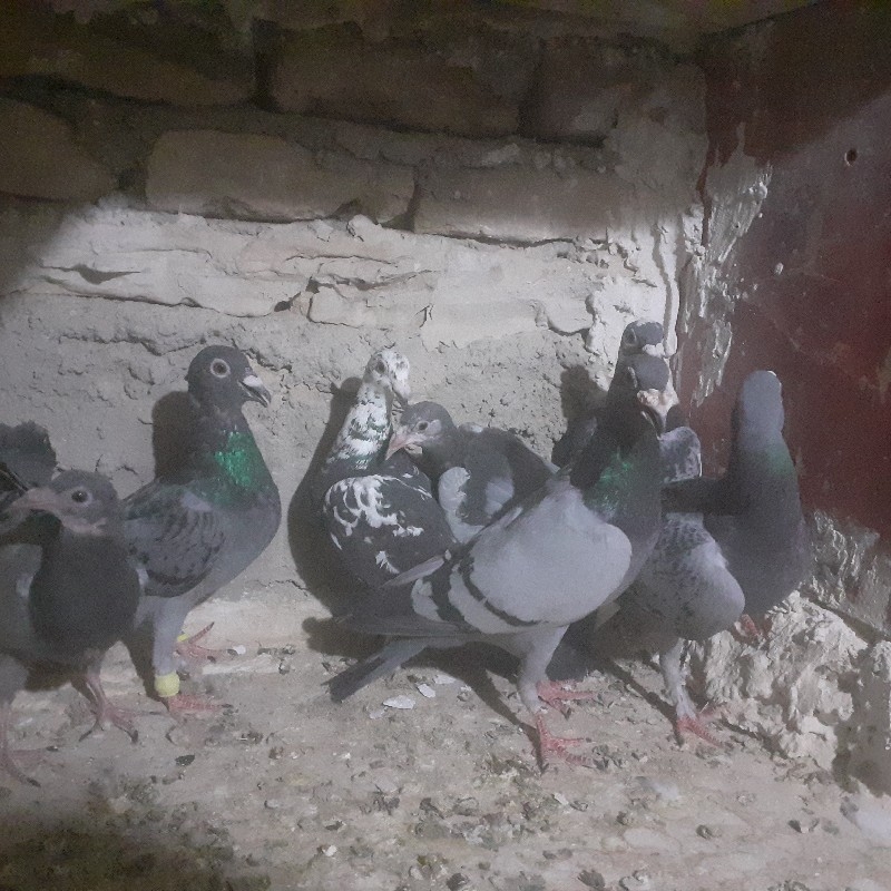 گبوتر ۷ دونه