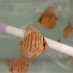 فارم تخصصی پاژ دیسکس