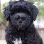 توله مالتیز سیاه