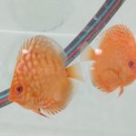 فارم تخصصی پاژ دیسکس