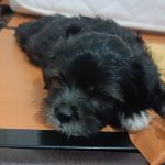 2عدد توله 2نیم اشپیتز شیتزو