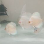 فارم تخصصی پاژ دیسکس