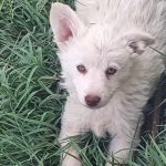 توله مالتیز سیاه