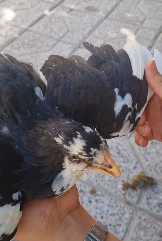 ۹تا نیمچه مرغ گلین فول