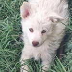 توله مالتیز سیاه