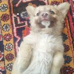 توله مالتیز سیاه