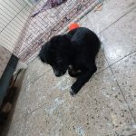 2عدد توله 2نیم اشپیتز شیتزو