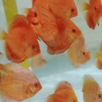 فارم تخصصی پاژ دیسکس