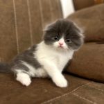 گربه اسکاتیش ماده