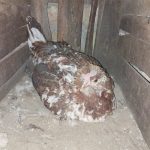 چهارتا مرغ گلین کرچ