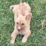 سگ پاکوتاه نژاددار