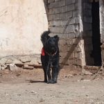 توله قدرجونی