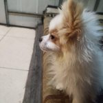 پامرانین روباهی اصیل