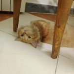 گربه بریتیش