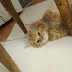 گربه بریتیش