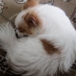 پامرانین روباهی اصیل