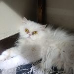 گربه پرشین ماده شناسنامه داره ۴ساله