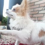 پامرانین روباهی اصیل