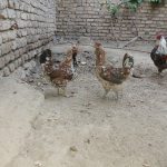 چهارتا مرغ گلین کرچ