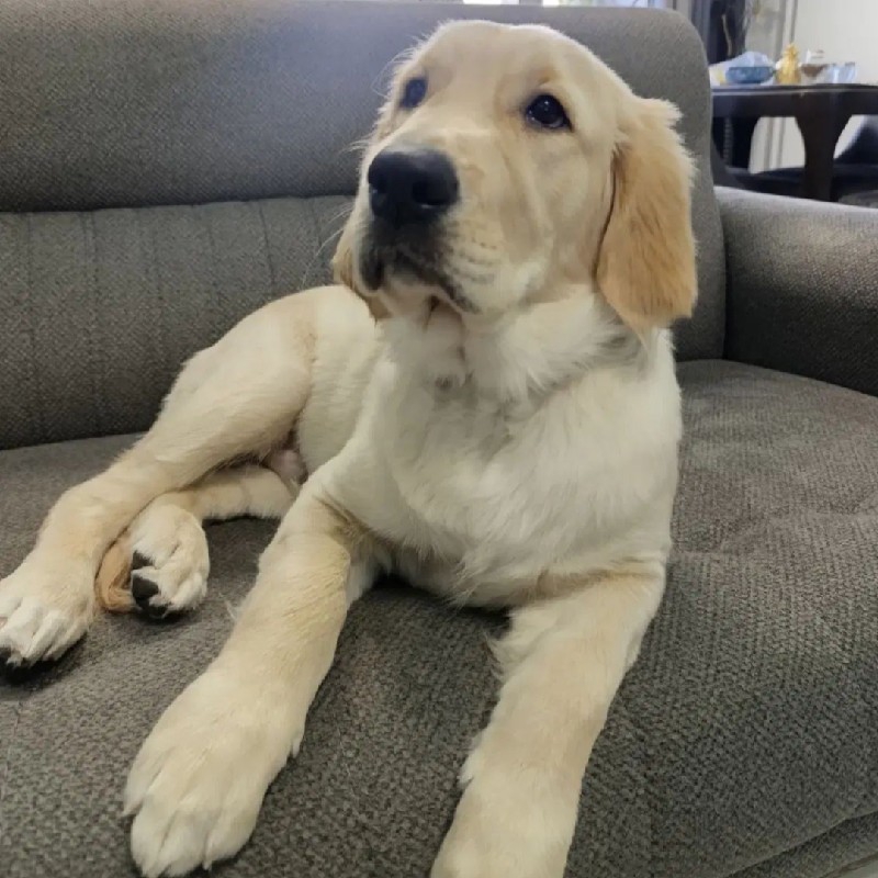 سگ گلدن رتریور ( اصل )