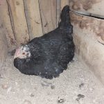 چهارتا مرغ گلین کرچ