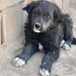 توله قدرجونی