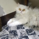 گربه پرشین ماده شناسنامه داره ۴ساله