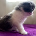 گربه اسکاتیش ماده