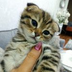 اسکاتیش فولد نر۳ماهه