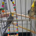 عروس هلندی سالم و سرحال