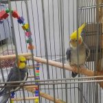 عروس هلندی سالم و سرحال