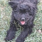 فروش توله مالتیز سه و‌نیم ماهه