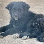 توله قدرجونی