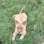 سگ پاکوتاه نژاددار