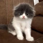 گربه اسکاتیش ماده