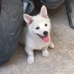 سگ پاکوتاه نژاددار