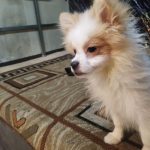 پامرانین روباهی اصیل